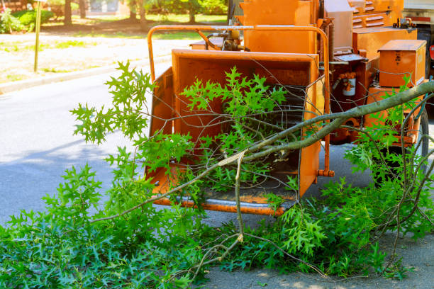 Best Tree Mulching  in Palos Verdes Estates, CA