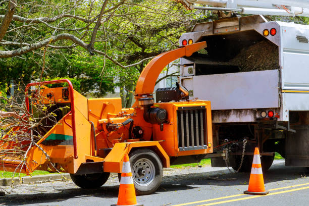 How Our Tree Care Process Works  in  Palos Verdes Estates, CA